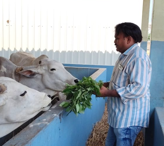 GO SEVA & FOOD DISTRIBUTION